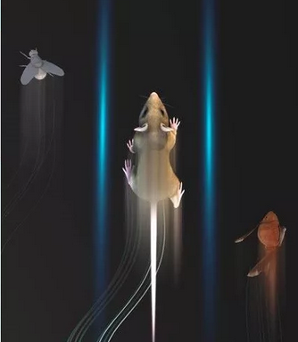 人工智能助力运动捕捉：新型深度学习算法DeepLabCut