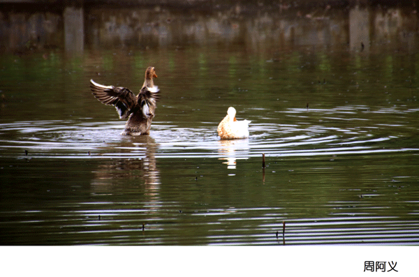2017上期摄影班学员周阿义作品