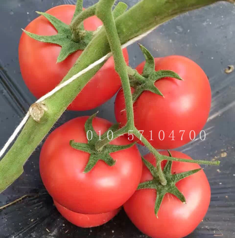 冬瑞2号番茄种子|抗TY番茄种子 高产西红柿种子 越冬 早春秋延