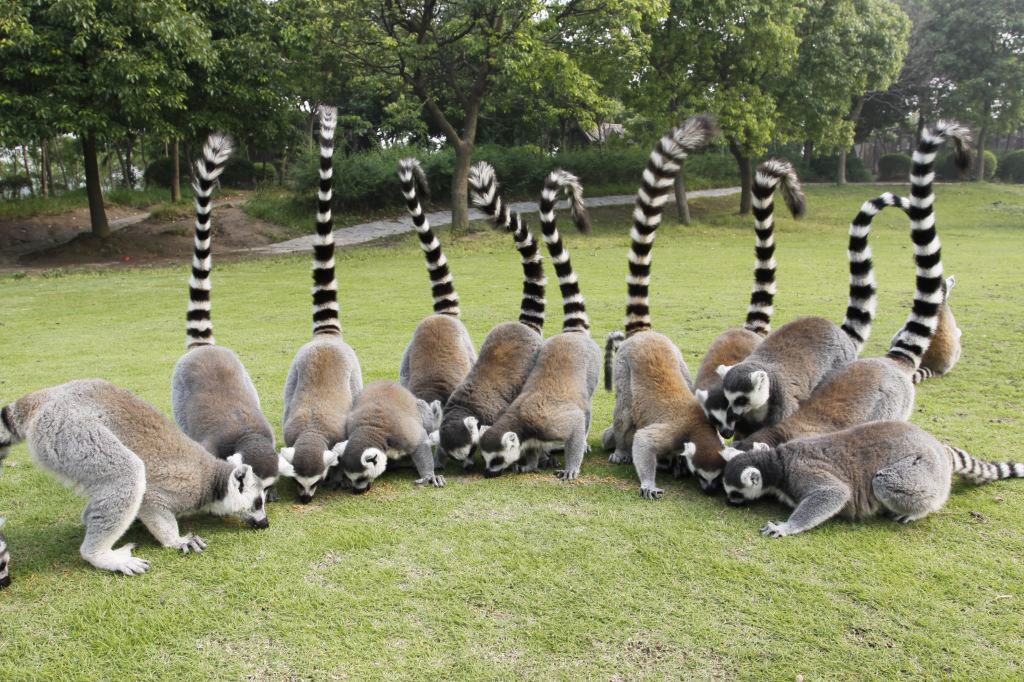 无锡周边游-上海迪士尼乐园--烟花表演 上海野生动物园 迪士尼风情