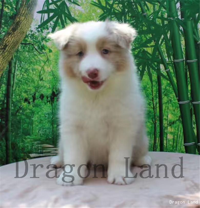 三色稀有丁香陨石-边牧颜色展示-商城-dragon land之