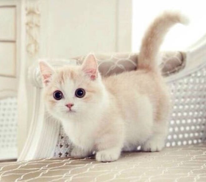 猫咪的喂食方法