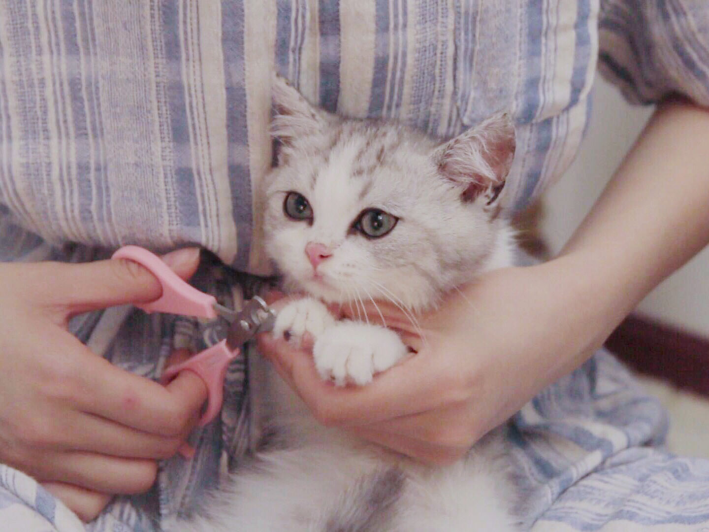 给猫咪剪指甲很必要