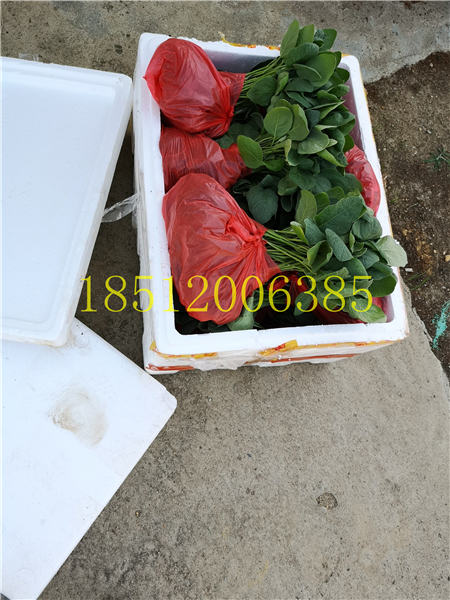 海南三亚客户购买长茄子嫁接苗1300株
