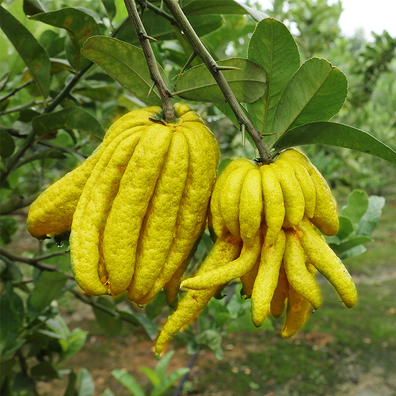 金佛手新鲜采摘药食两用芳香上供观赏把玩皆宜8斤包邮