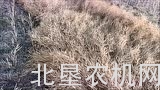 克拉斯Lexion 780TT联合收割机
