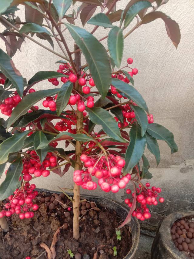 老苏服务日记2023年4月8日