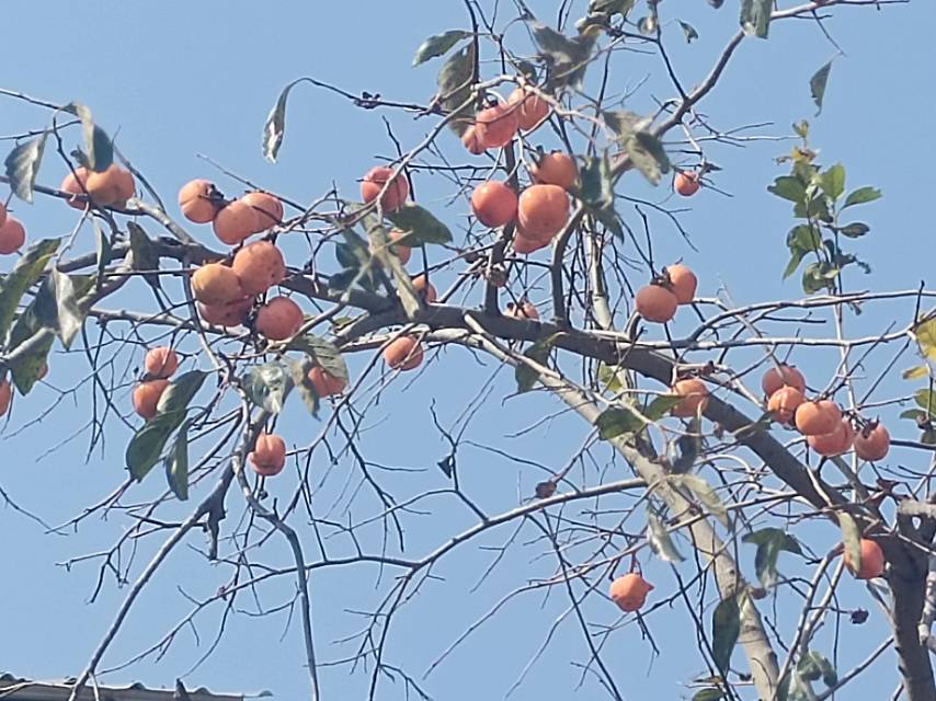 老苏服务日记2023年11月3日