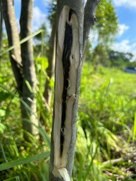 一夜暴富还是十年等待？奇楠沉香种植真相揭秘！