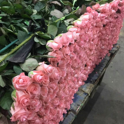 广州玫瑰花市场装车准备发货