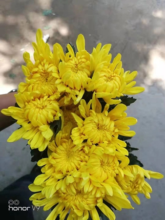 新鲜黄菊花图片
