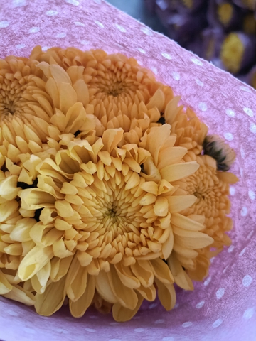 广州黄菊花种植基地