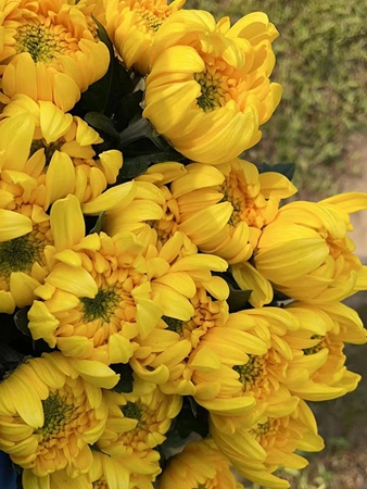 新沂新鲜黄菊花出售 价格美丽