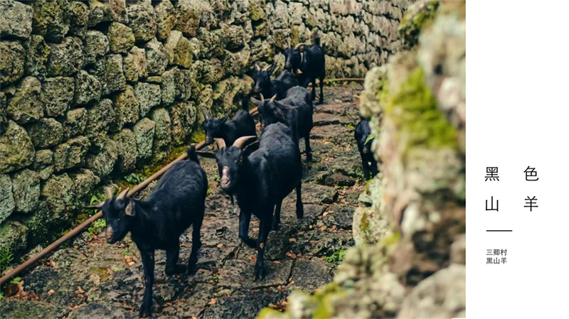 2011501027张婷婷 三卿村文宣_6.jpg