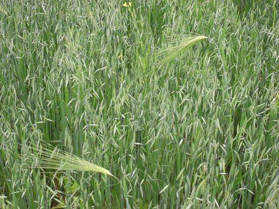 五谷杂粮的药理性你了解吗