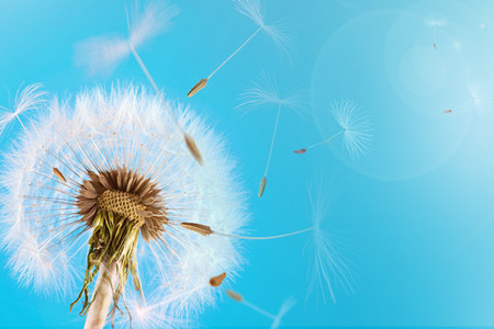 摄图网_400796365_飞扬的蒲公英（非企业商用）_副本.jpg