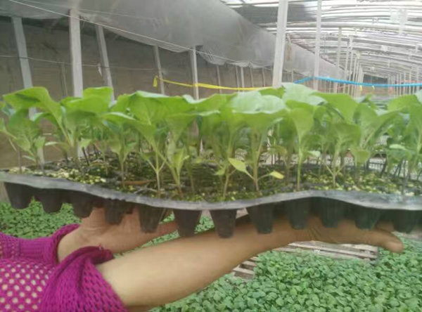 惠州最大的茄瓜育苗基地