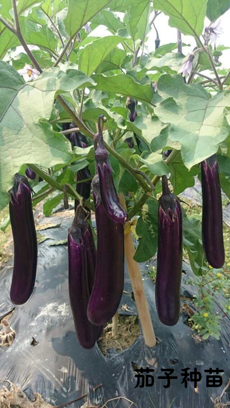 紫红长茄