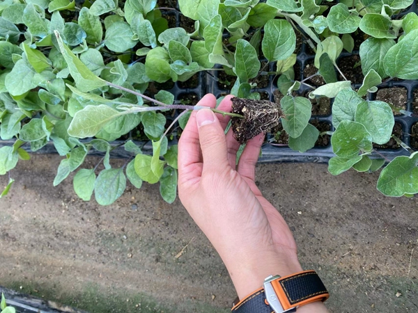 茄子嫁接苗抗病能力产量怎么样