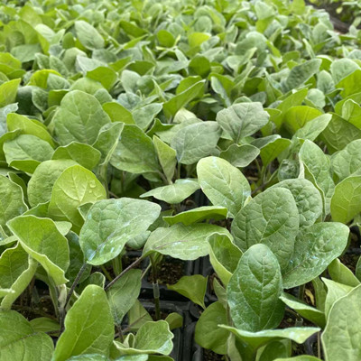 掌握前沿的种苗科技，规模化批发实现优质价格