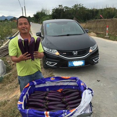 高质量蔬菜种苗批发 | 农业良友，优质产源保障！