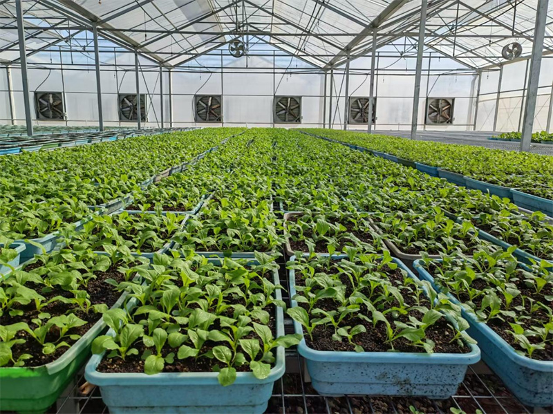 种植试验示范基地