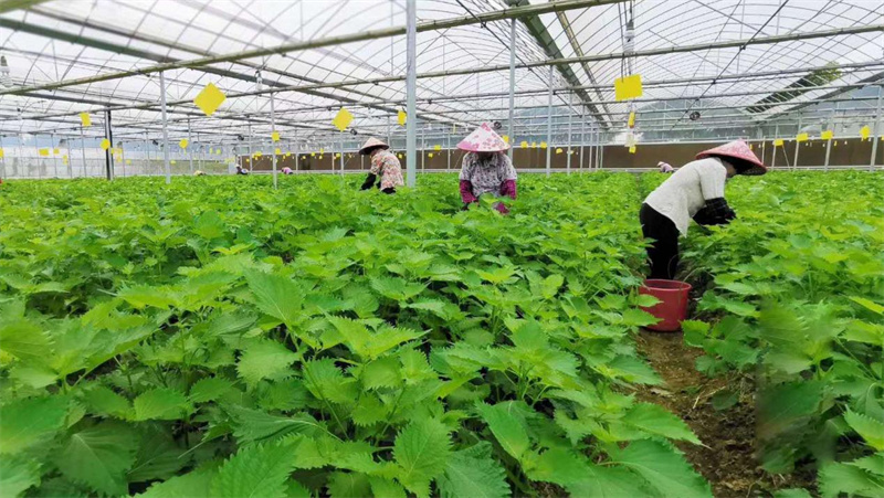 种植试验示范基地