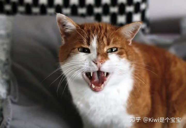 猫咪也会emo吗？