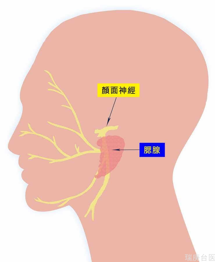 颜面神经痛竟可能是「腮腺肿瘤」！ 3大症状有癌变可能