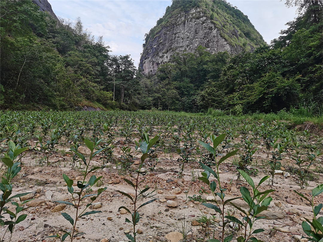 王石下岩茶