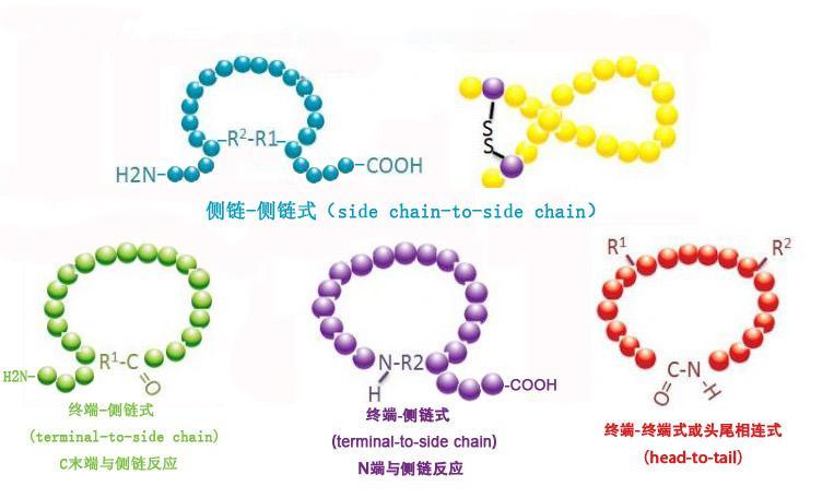 多肽的纯度、含量