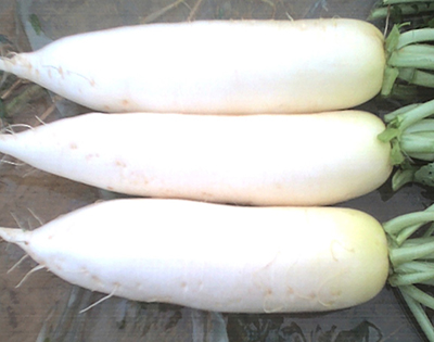 象牙白萝卜   500g