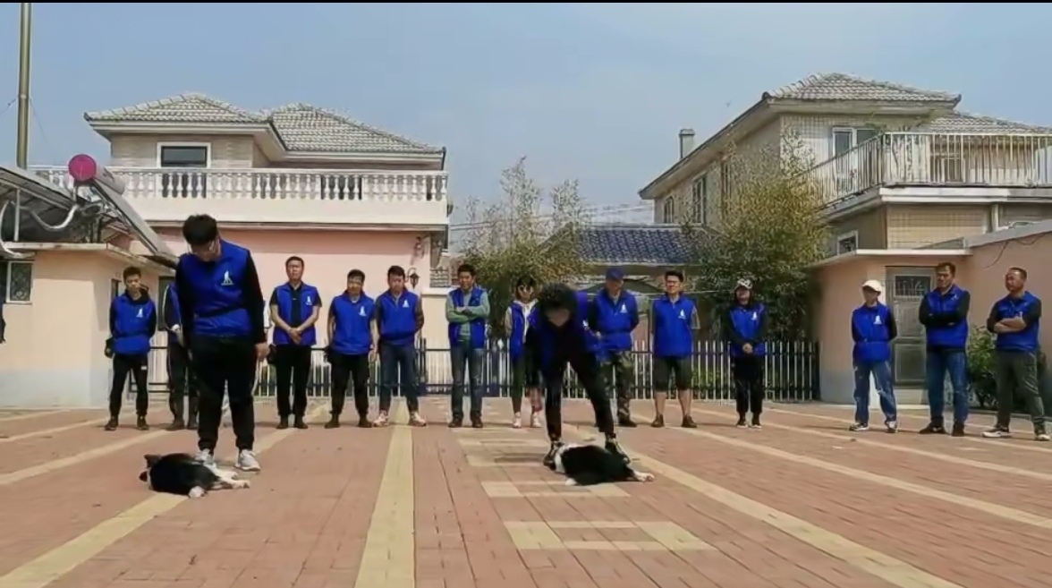 专业训犬，选大连晓伟训犬学校