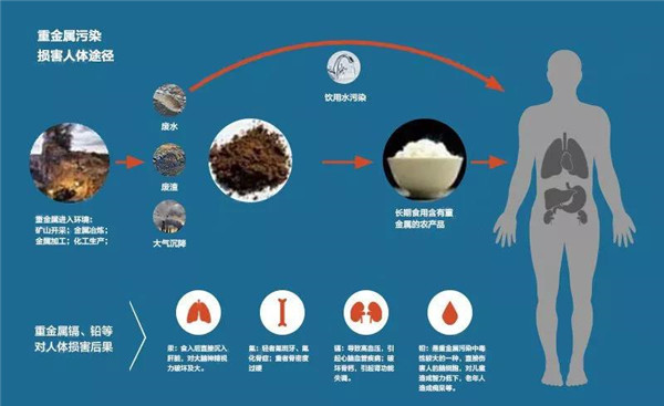 企业新闻 重金属会随着我们吃下去的食物进入人体,导致重金属在体内