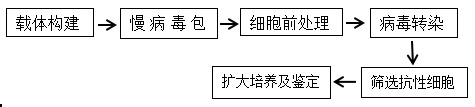 稳转细胞系的构建625.jpg