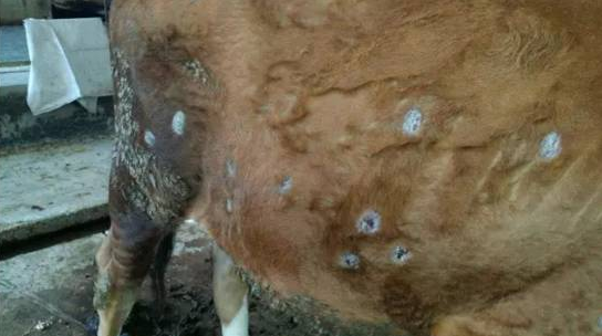 波杜每日新闻-波杜科普:牛皮肤毛癣